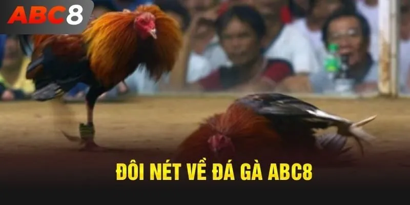 Đá gà ABC8 đầy cuốn hút